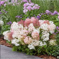 Hortenzija "Groundbreaker" Blush®