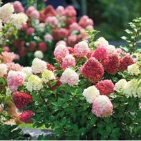 Hortenzija "Little Lime Punch"®