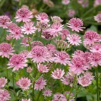 Astrantija "Roma"®