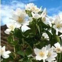 Jazminas  "Mont Blanc"
