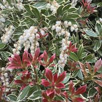 Bereinutis/Pieris "Little Heath"