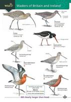 Wader of Britain and Ireland