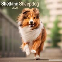 Shetland Sheepdog Calendar 2026  Square Dog Breed Wall Calendar - 16 Month