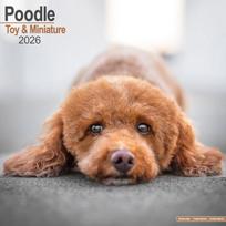 Poodle (Toy & Miniature) Calendar 2026  Square Dog Breed Wall Calendar - 16 Month