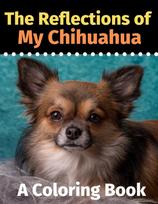 Reflections of My Chihuahua