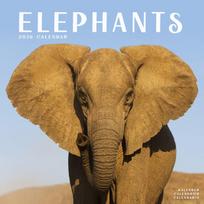 Elephants Calendar 2026  Square Wildlife Safari Wall Calendar - 16 Month