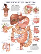 Digestive System Anatomical Chart