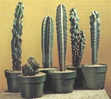 Vazoninis augalas kaktusas, Ø 12, 15 cm, lot. CACTUS BOL MIX