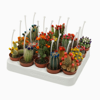 Vazoninis augalas opuncija, Ø 5,5, 14 cm, lot. Opuntia