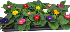 Lauko augalas raktažolė, Ø 9, 15 cm, lot. PRIMULA ACAULIS MIX