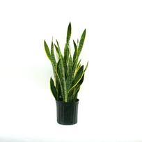 Vazoninis augalas sansevjera, Ø 14, 57 cm, lot. Sansevieria trifasciata Laurentii