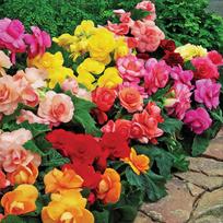 Vazoninis augalas begonija, Ø 14, 28 cm, lot. Begonia mix