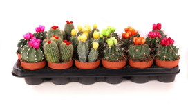 Vazoninis augalas kaktusas, Ø 8,5, 13 - 20 cm, lot. CACTUS DISCO