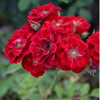 Rožė "Rote the Fairy"