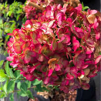 Hortenzija "Petitte Cherry"PRB