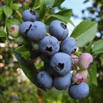 Šilauogė "Brigita Blue"