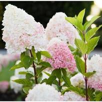 Hortenzija "Living Pink & Rose"PRB