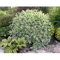 Sedula baltoji ''Sibirica Variegata''