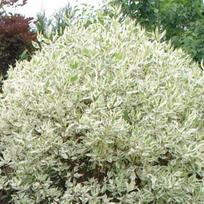 Sedula baltoji "Ivory Halo"PRB