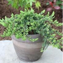 Kadagys paprastasis ''Repanda''