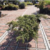 Kadagys gulsčiasis 'Green Carpet'