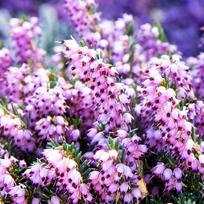 Erika x darleyensis "Darly Date"