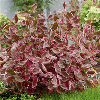 Sedula "Miracle"PRB