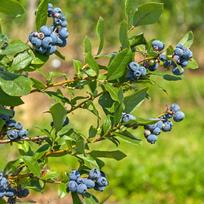 Šilauogė aukštoji "Bluecrop"