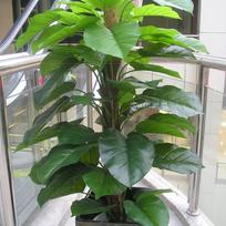 Pothos Decorative Single Stem Faux Flower Tree with Brown Wrapped Leaves - Ideal for Living Room and Dragon Boat Festival Gifts Without Pot