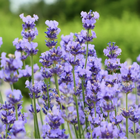 Levanda "Dwarf Blue"