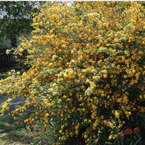 Kerija japoninė "Pleniflora"