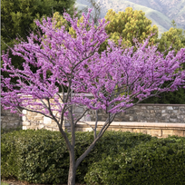 Cercis, kanadinis