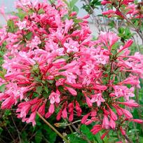 Veigelė gražiažiedė  'Pink Princess'