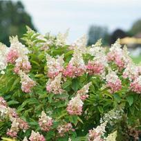 Hortenzija šluotelinė' ''Pinky Winky''®