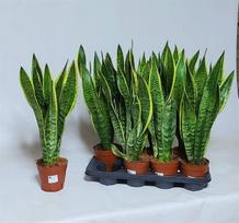 Kambarinis augalas, sanseverija "Laurentii", vazonėlio skersmuo 14 cm.