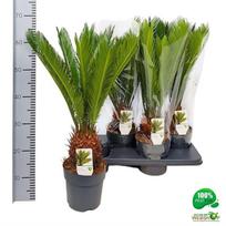 Kambarinis augalas, cykas "Revoluta", vazonėlio skersmuo 17 cm.