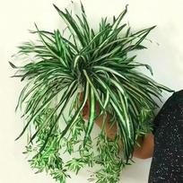 Dirbtinis augalas Chlorophytum Sieninis Kabinamas Vazonėlyje Netikras Augalas PVC Imitacija Gėlės Žali Augalai Svetainės Dekoracijos 62cm China Mainland