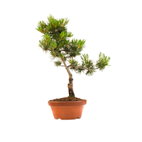 Pinus Sylvestris baltoji pušis bonsai P16
