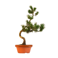Pinus Sylvestris baltoji pušis bonsai P16 (16P02)