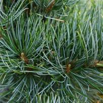 Pušis smulkiažiedė "Tempelhof"