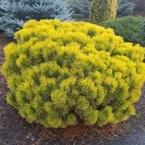 Pušis kalninė 'Wintergold'