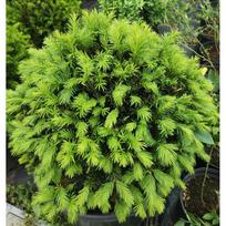 Kukmedis europinis '' Ball Form ''