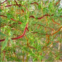 Gluosnis, svyruoklinis "Tortuosa"