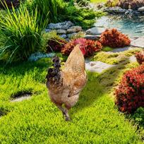 Chicken Animal Statue ,Stakes Ornaments Acrylic Weatherproof Sign Decorative Style A
