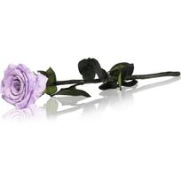 RoseAmor Lila stabilizuota rožė ant stiebo 30 cm 1 vnt.