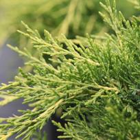 Kadagys tarpinis ''Old Gold''
