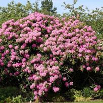 Rododendrtas "Roseum Elegans"