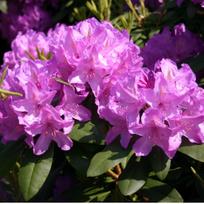 Rododendras "Catawb. Grandiflorum"