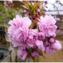 Sakura "Kiku-shidare-zakura" Skiepyta 125 cm aukšytyje