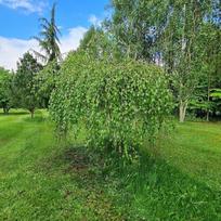Beržas "Long Trunk"